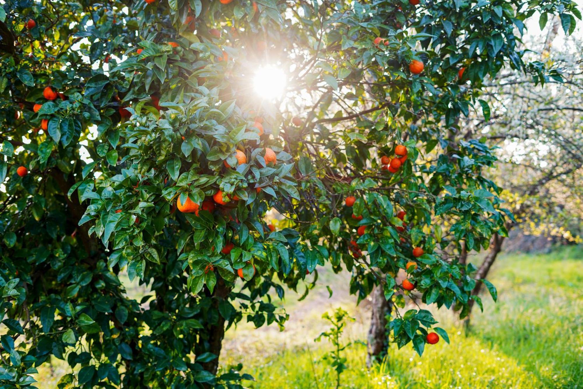 Solar Das Boucas Amares Buitenkant foto